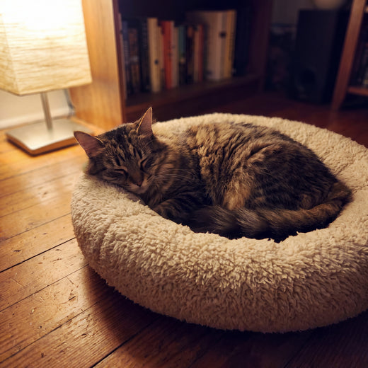 The only bed my cat hasn't ignored