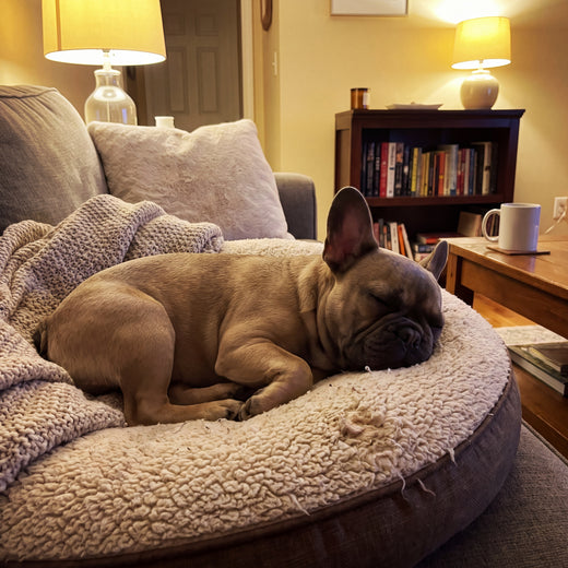 My frenchie refuses to sleep anywhere else now