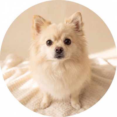 Small dogs